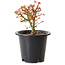 Acer palmatum Kiyohime, 15 cm, ± 8 anni