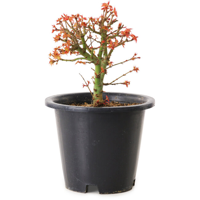 Acer palmatum Kiyohime, 15 cm, ± 8 Jahre alt