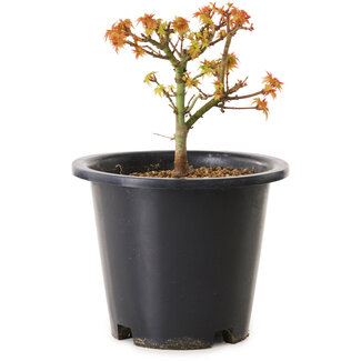 Acer palmatum Kiyohime, 15 cm, ± 8 jaar oud