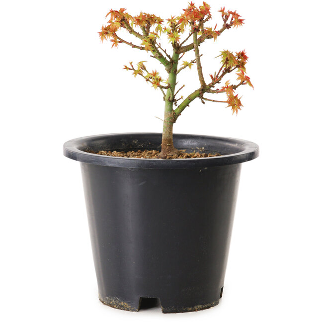 Acer palmatum Kiyohime, 15 cm, ± 8 jaar oud