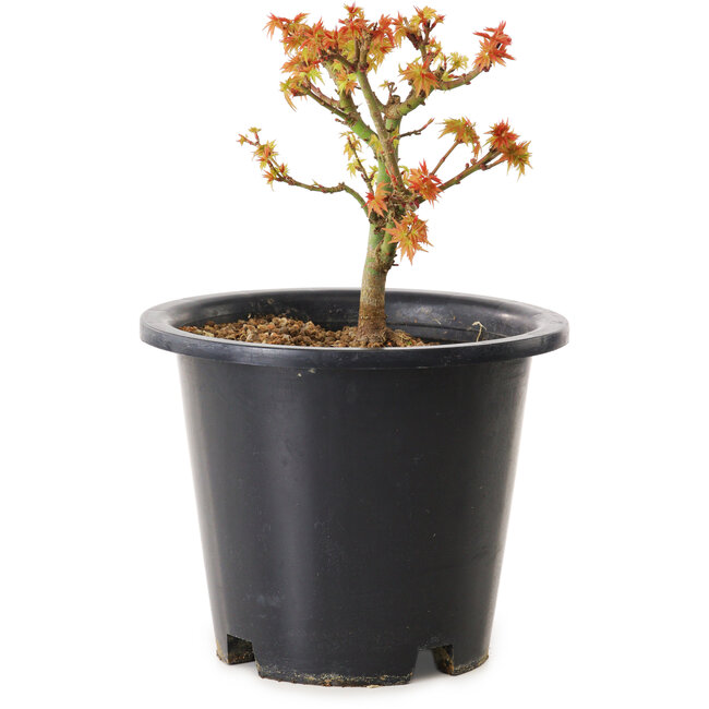 Acer palmatum Kiyohime, 15 cm, ± 8 Jahre alt