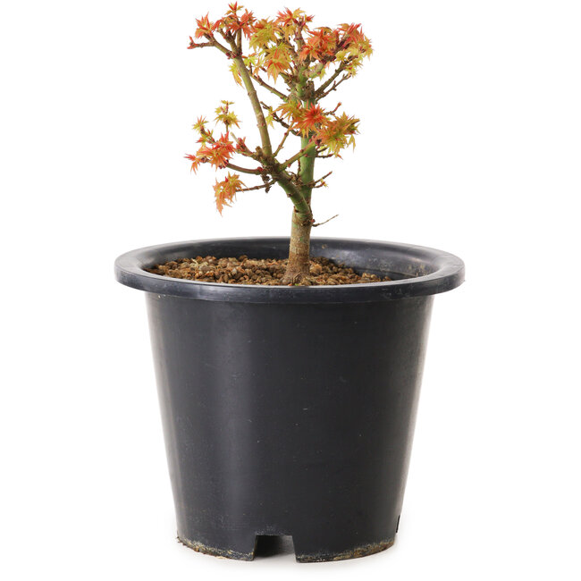 Acer palmatum Kiyohime, 15 cm, ± 8 anni