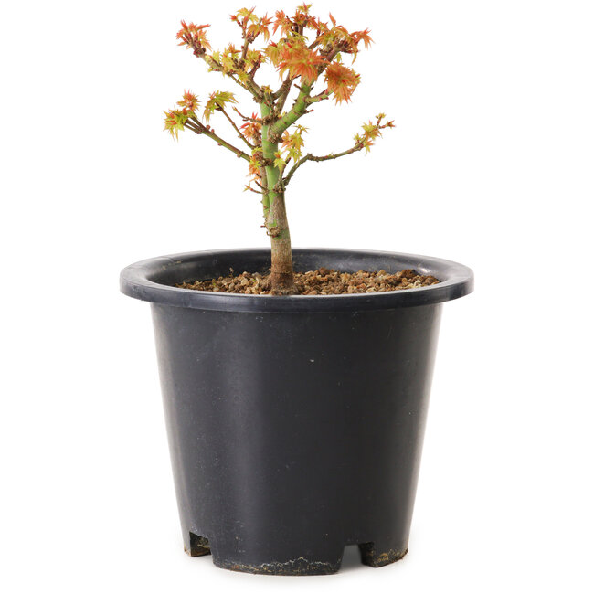 Acer palmatum Kiyohime, 15 cm, ± 8 años