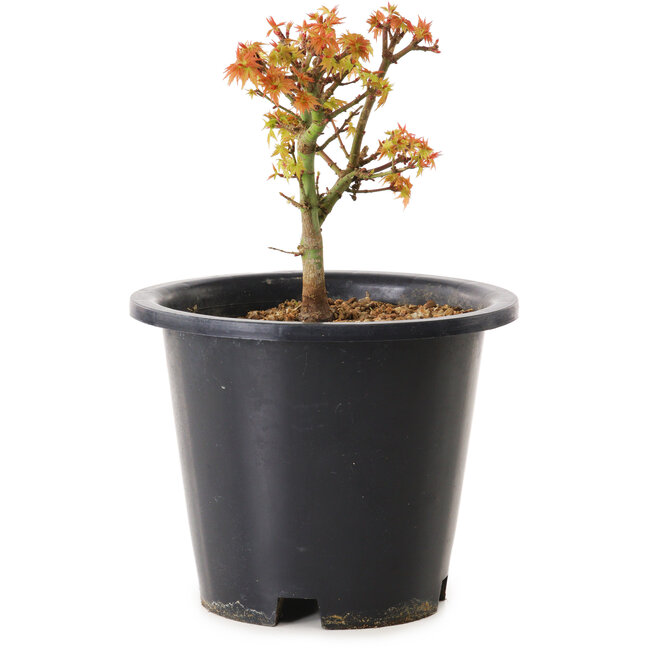 Acer palmatum Kiyohime, 15 cm, ± 8 anni