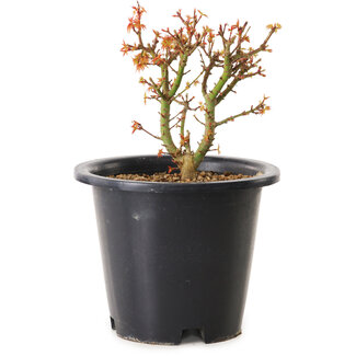 Acer palmatum Kiyohime, 15 cm, ± 8 años