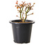 Acer palmatum Kiyohime, 15 cm, ± 8 anni