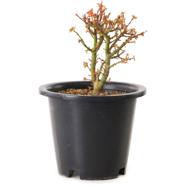 Acer palmatum Kiyohime, 15 cm, ± 8 años