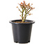 Acer palmatum Kiyohime, 15 cm, ± 8 years old
