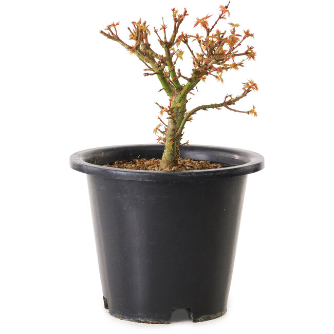 Acer palmatum Kiyohime, 15 cm, ± 8 years old