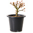 Acer palmatum Kiyohime, 15 cm, ± 8 Jahre alt