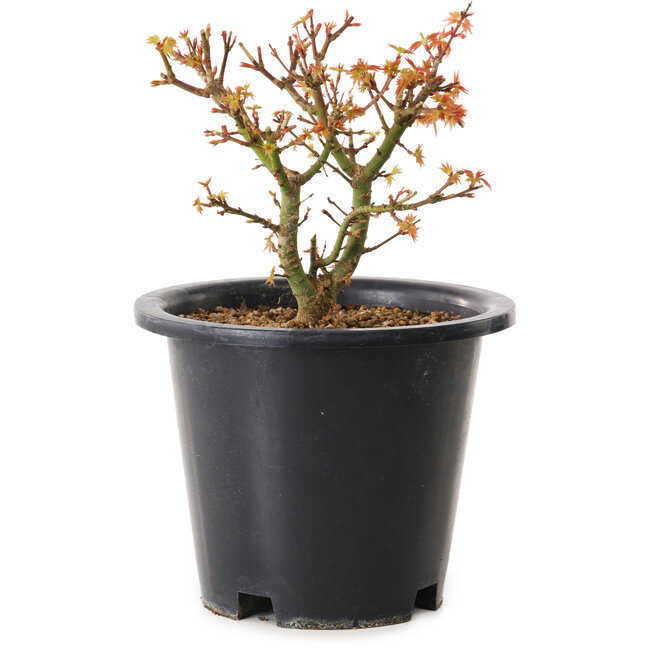Acer palmatum Kiyohime, 15 cm, ± 8 años