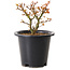 Acer palmatum Kiyohime, 15 cm, ± 8 años