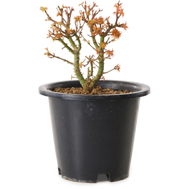 Acer palmatum Kiyohime, 15 cm, ± 8 years old