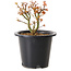 Acer palmatum Kiyohime, 15 cm, ± 8 years old