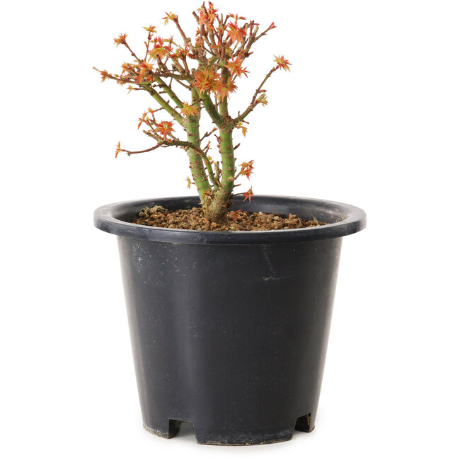 Acer palmatum Kiyohime, 15 cm, ± 8 years old