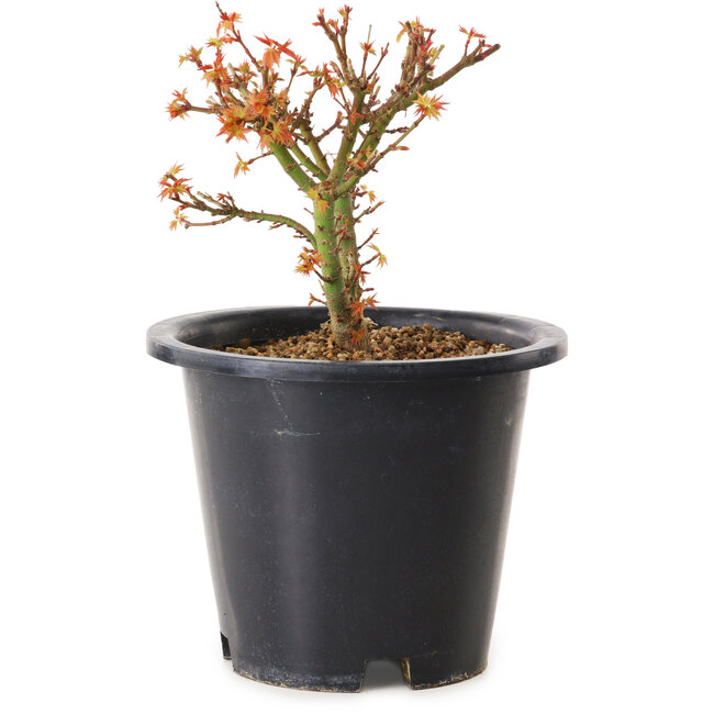 Acer palmatum Kiyohime, 15 cm, ± 8 Jahre alt