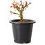 Acer palmatum Kiyohime, 15 cm, ± 8 años