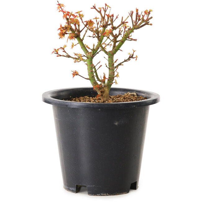 Acer palmatum Kiyohime, 15 cm, ± 8 jaar oud