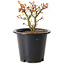 Acer palmatum Kiyohime, 15 cm, ± 8 Jahre alt