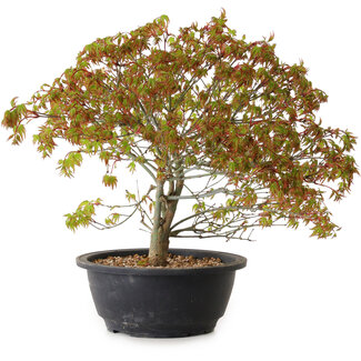 Acer palmatum Kiyohime, 29 cm, ± 8 ans
