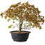 Acer palmatum Kiyohime, 29 cm, ± 8 Jahre alt