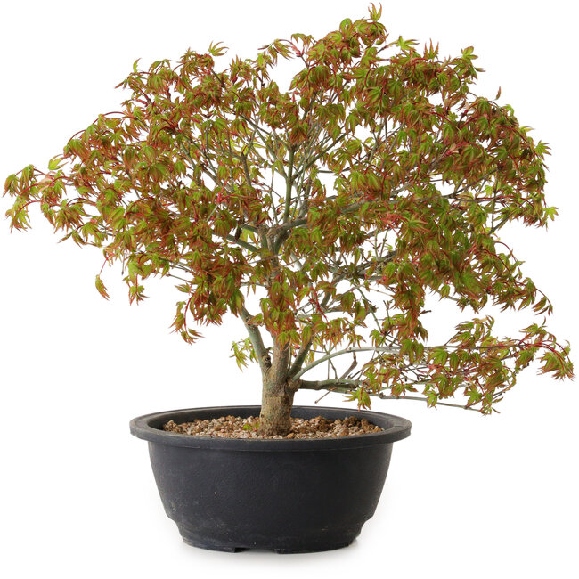 Acer palmatum Kiyohime, 29 cm, ± 8 years old