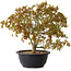 Acer palmatum Kiyohime, 29 cm, ± 8 jaar oud