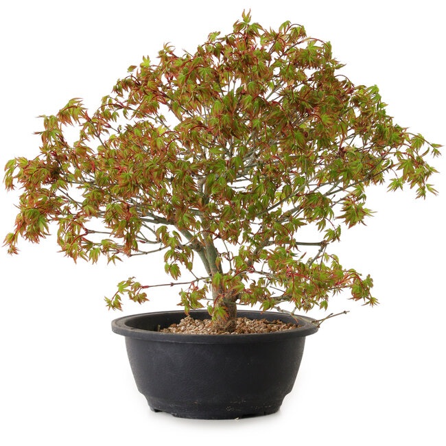 Acer palmatum Kiyohime, 29 cm, ± 8 Jahre alt