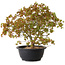 Acer palmatum Kiyohime, 29 cm, ± 8 years old