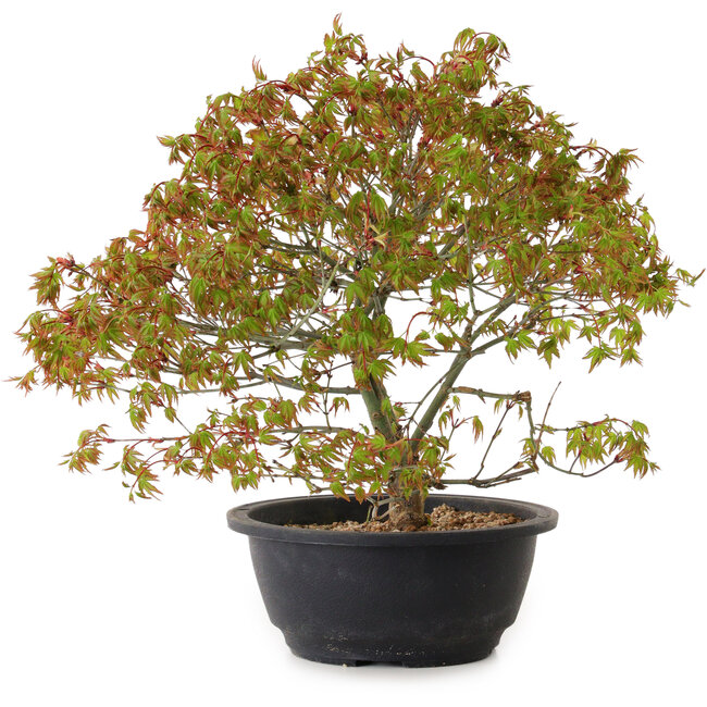 Acer palmatum Kiyohime, 29 cm, ± 8 años