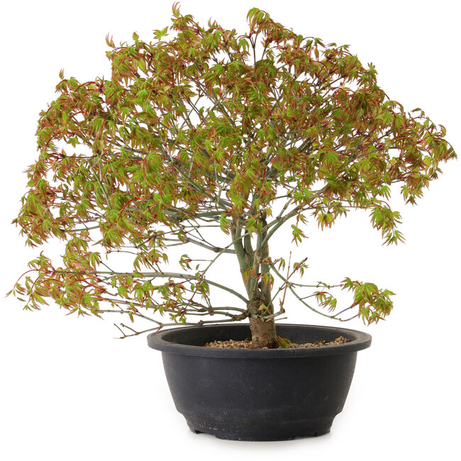 Acer palmatum Kiyohime, 29 cm, ± 8 Jahre alt