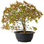 Acer palmatum Kiyohime, 29 cm, ± 8 Jahre alt