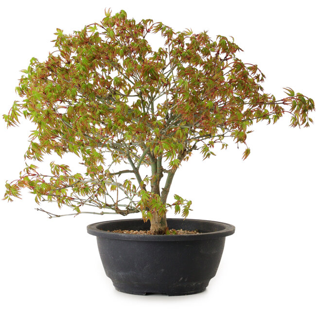 Acer palmatum Kiyohime, 29 cm, ± 8 years old