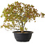 Acer palmatum Kiyohime, 29 cm, ± 8 Jahre alt