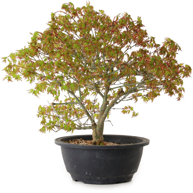Acer palmatum Kiyohime, 29 cm, ± 8 años