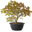 Acer palmatum Kiyohime, 29 cm, ± 8 years old