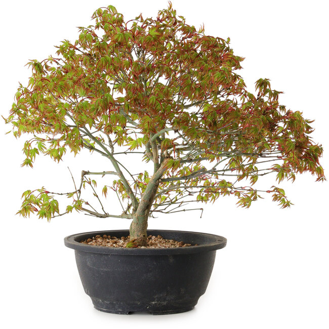 Acer palmatum Kiyohime, 29 cm, ± 8 años