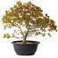 Acer palmatum Kiyohime, 29 cm, ± 8 Jahre alt