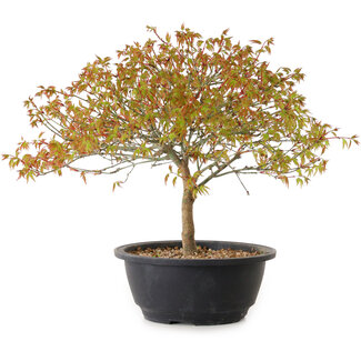 Acer palmatum Kiyohime, 29 cm, ± 8 anni