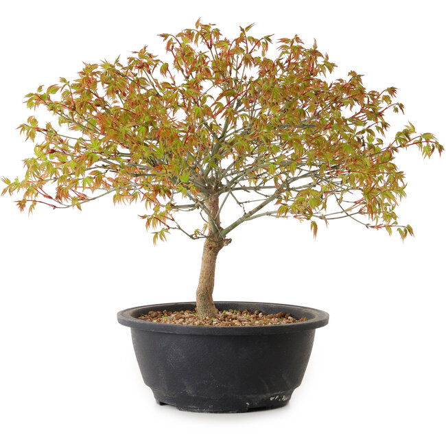 Acer palmatum Kiyohime, 29 cm, ± 8 jaar oud