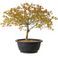 Acer palmatum Kiyohime, 29 cm, ± 8 years old