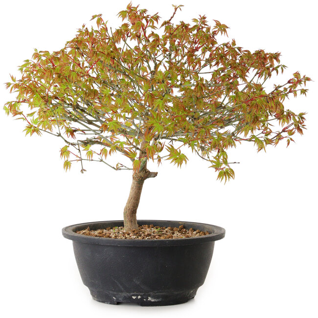 Acer palmatum Kiyohime, 29 cm, ± 8 ans