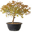 Acer palmatum Kiyohime, 29 cm, ± 8 anni