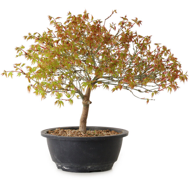 Acer palmatum Kiyohime, 29 cm, ± 8 years old