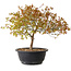 Acer palmatum Kiyohime, 29 cm, ± 8 anni