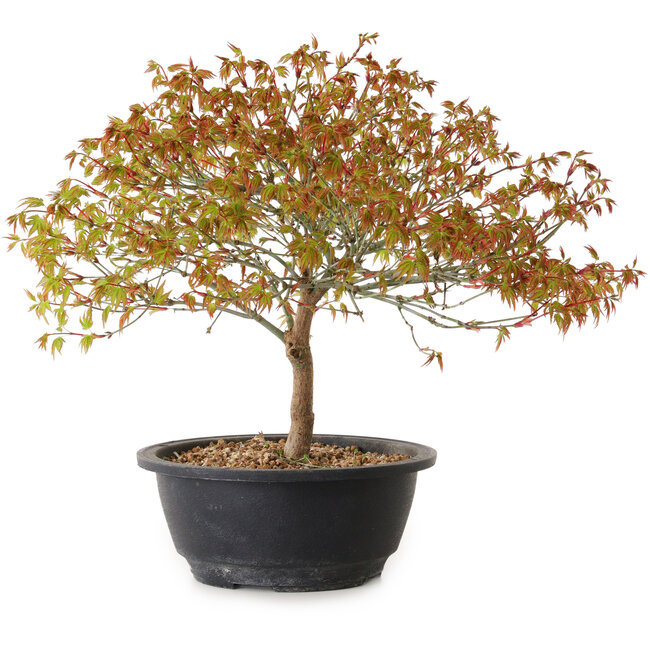 Acer palmatum Kiyohime, 29 cm, ± 8 años