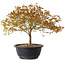 Acer palmatum Kiyohime, 29 cm, ± 8 jaar oud