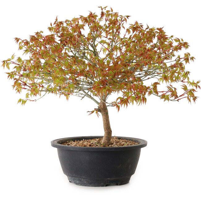 Acer palmatum Kiyohime, 29 cm, ± 8 años