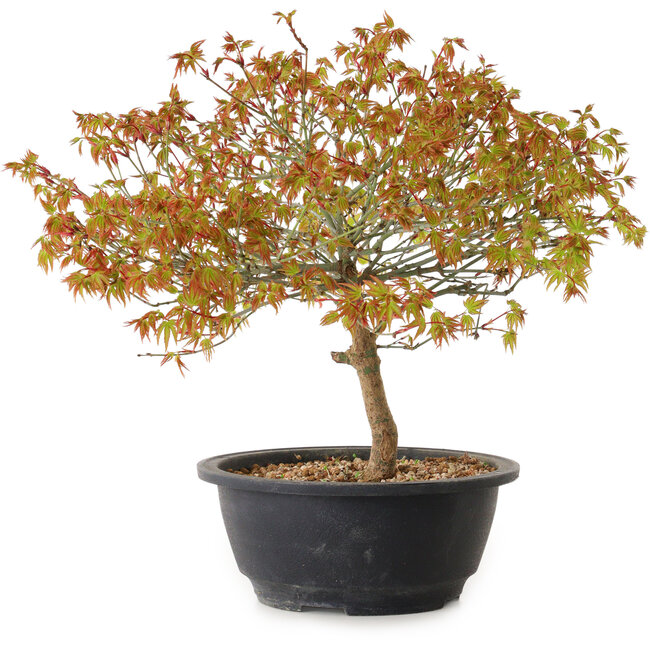 Acer palmatum Kiyohime, 29 cm, ± 8 anni
