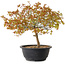 Acer palmatum Kiyohime, 29 cm, ± 8 ans